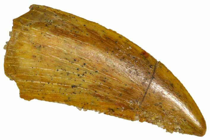 Serrated Raptor Tooth - Real Dinosaur Tooth #376807